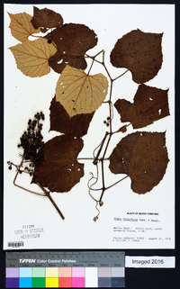 Vitis tiliifolia image