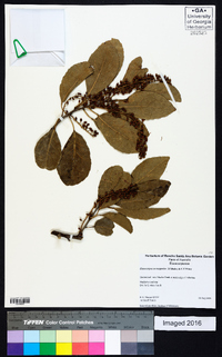Image of Elaeocarpus coorangooloo
