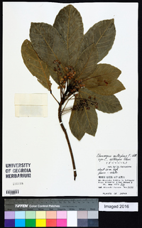 Elaeocarpus multiflorus image