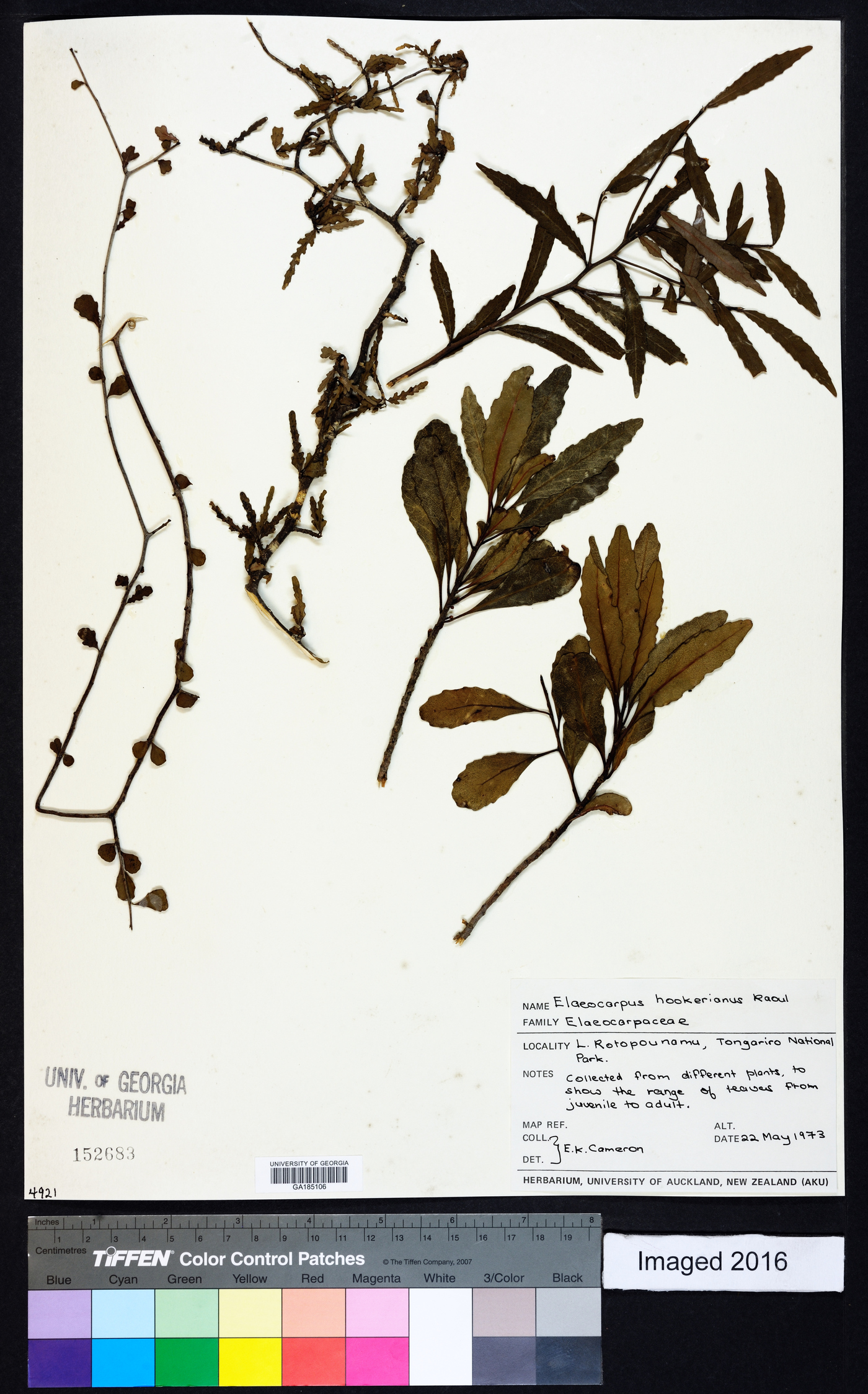 Elaeocarpus hookerianus image
