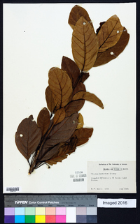 Image of Sloanea berteriana