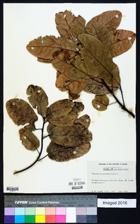 Sloanea amygdalina image