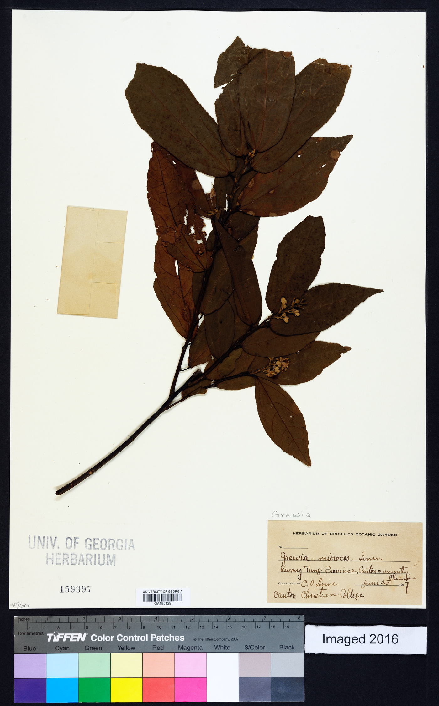 Microcos paniculata image