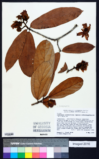 Lueheopsis althaeiflora image
