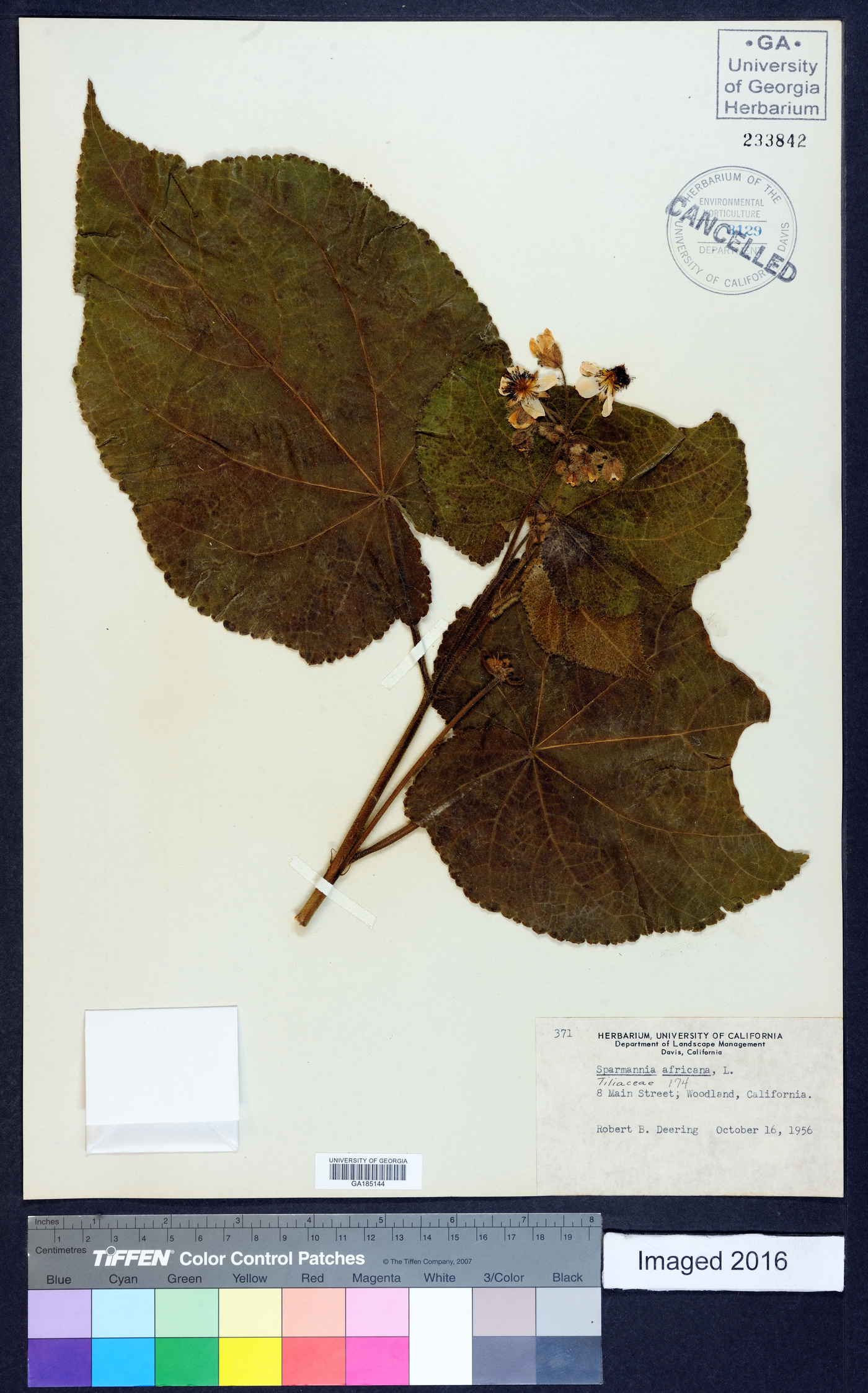 Sparmannia africana image