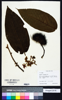 Apeiba tibourbou image