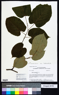 Tilia americana var. heterophylla image