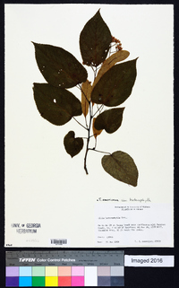 Tilia americana var. heterophylla image