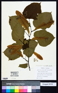 Tilia americana var. heterophylla image