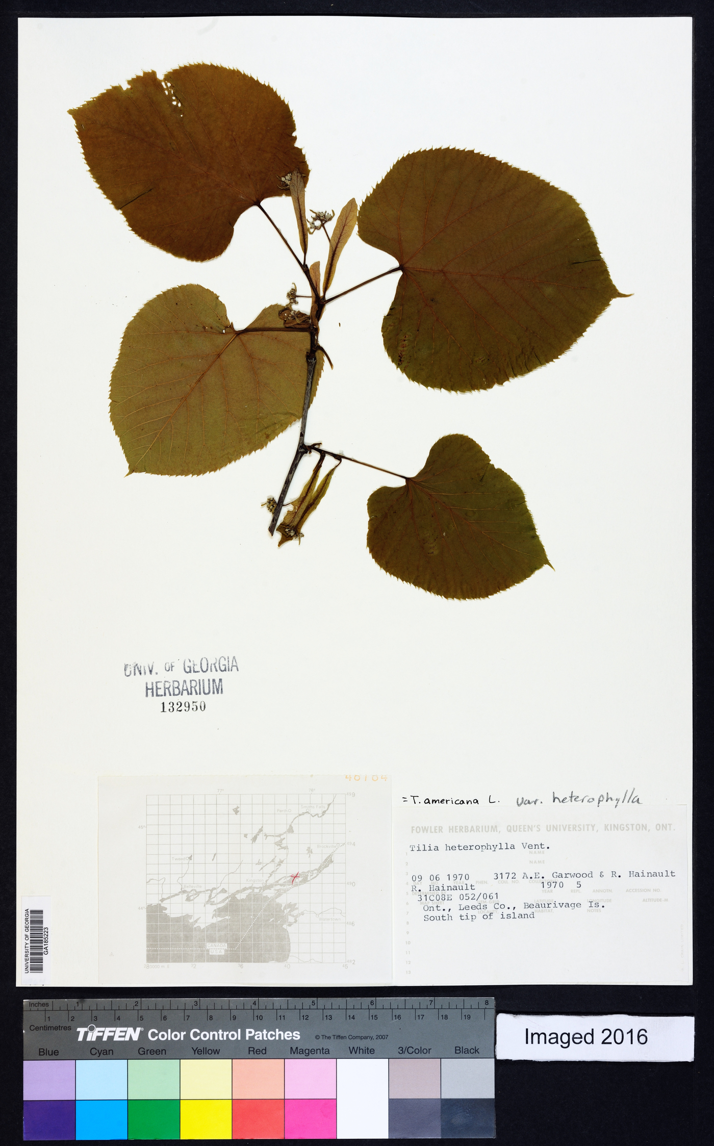 Tilia americana var. heterophylla image