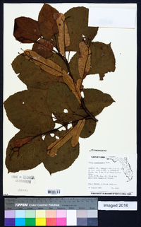 Tilia americana var. caroliniana image