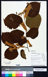 Tilia americana var. caroliniana image