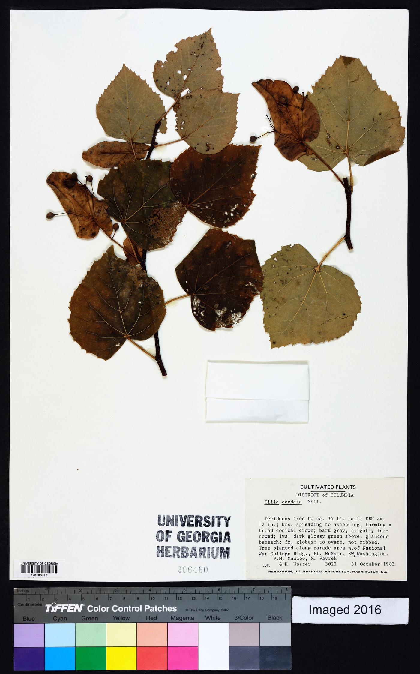 Tilia cordata image