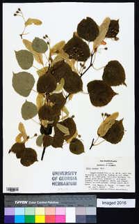 Tilia cordata image