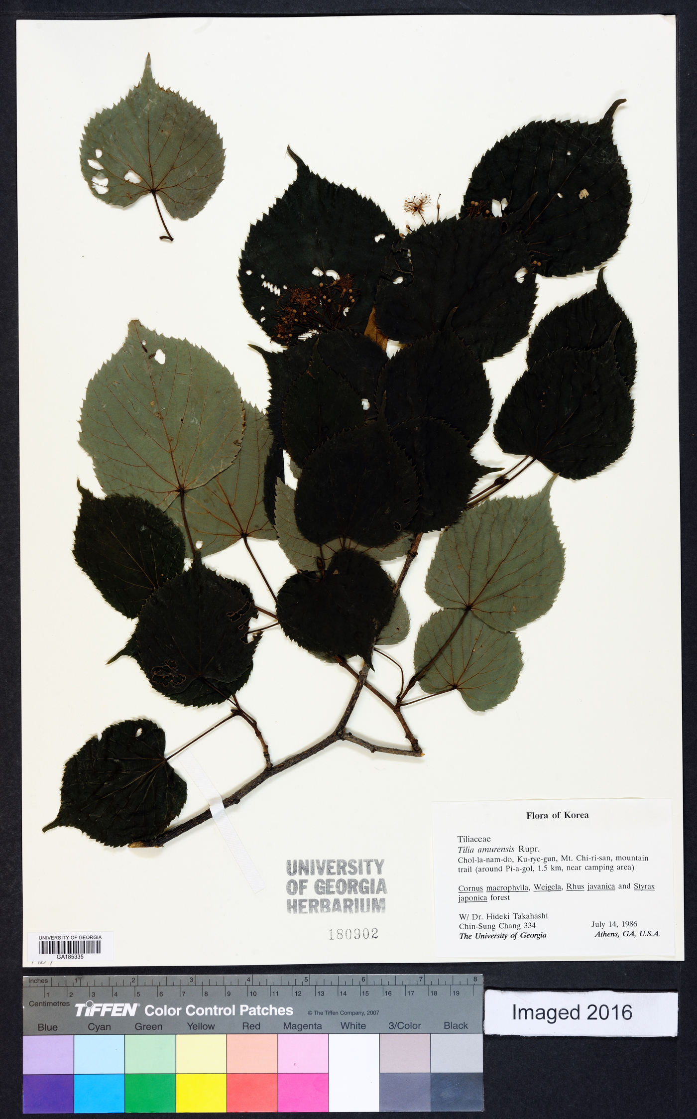 Tilia amurensis image