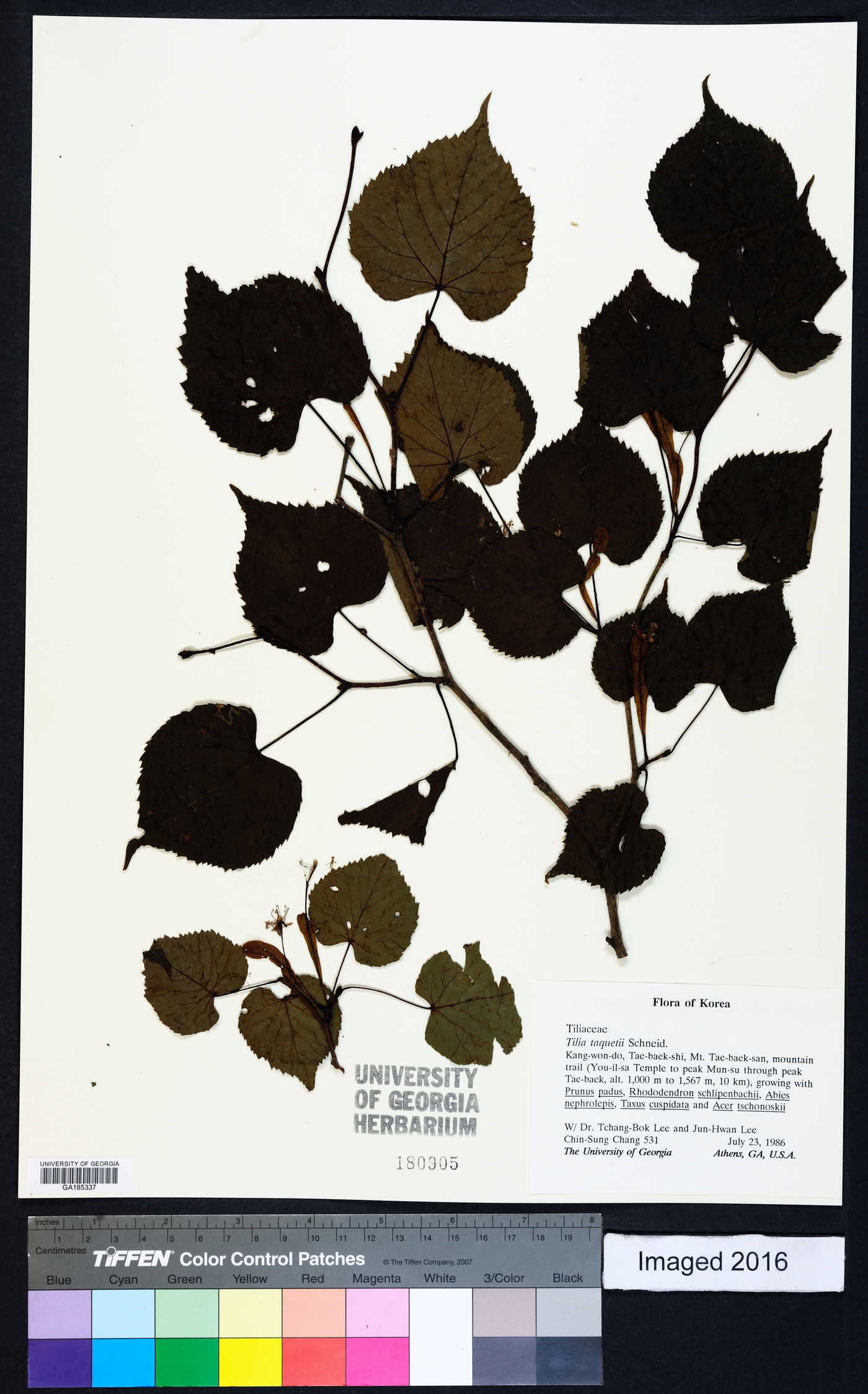 Tilia amurensis var. taquetii image