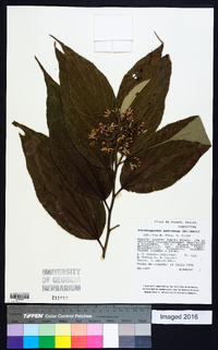 Trichospermum mexicanum image