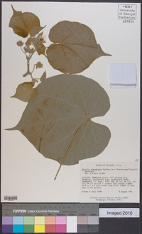 Abutilon theophrasti image