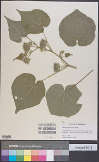 Abutilon theophrasti image