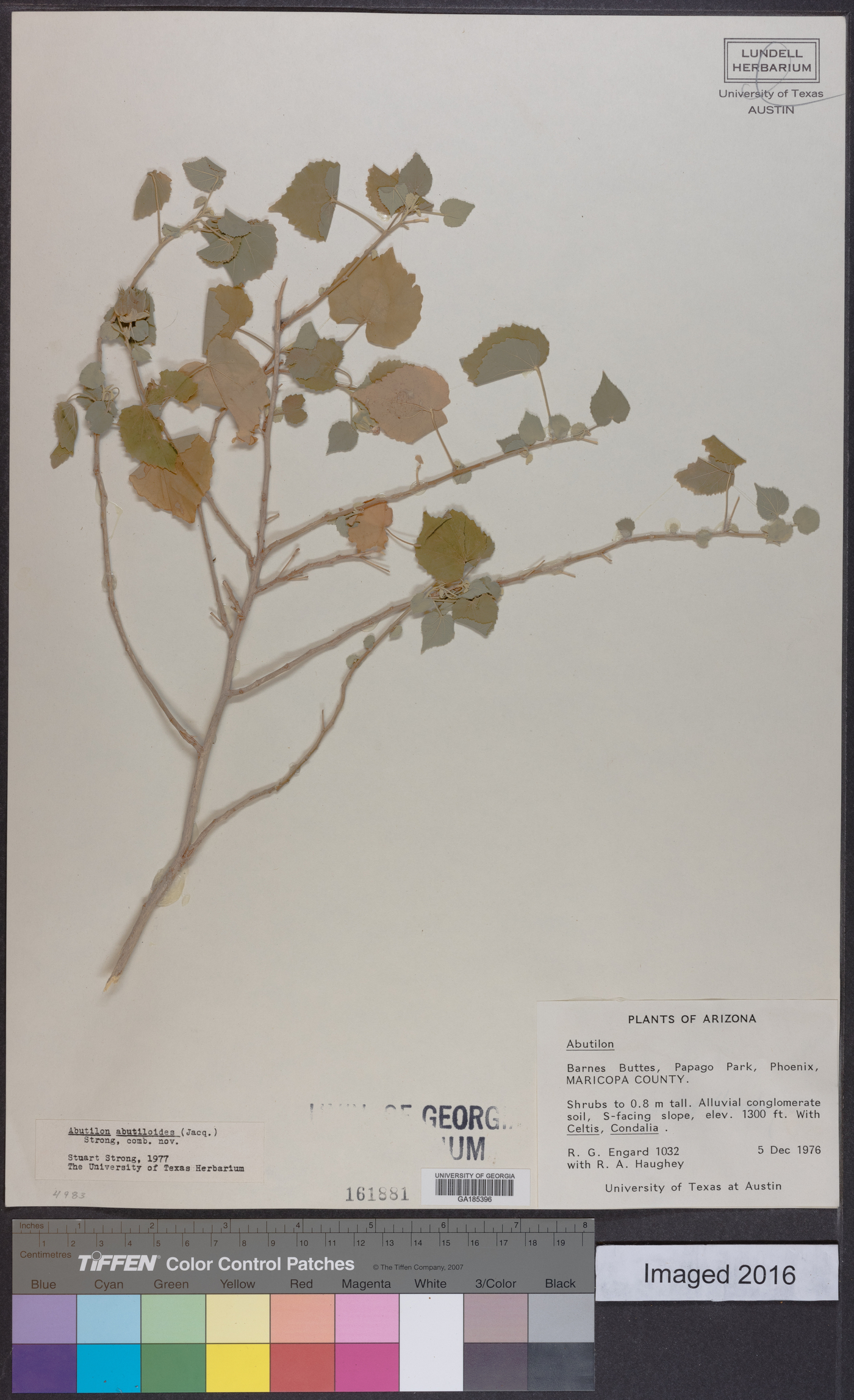 Abutilon grandifolium image