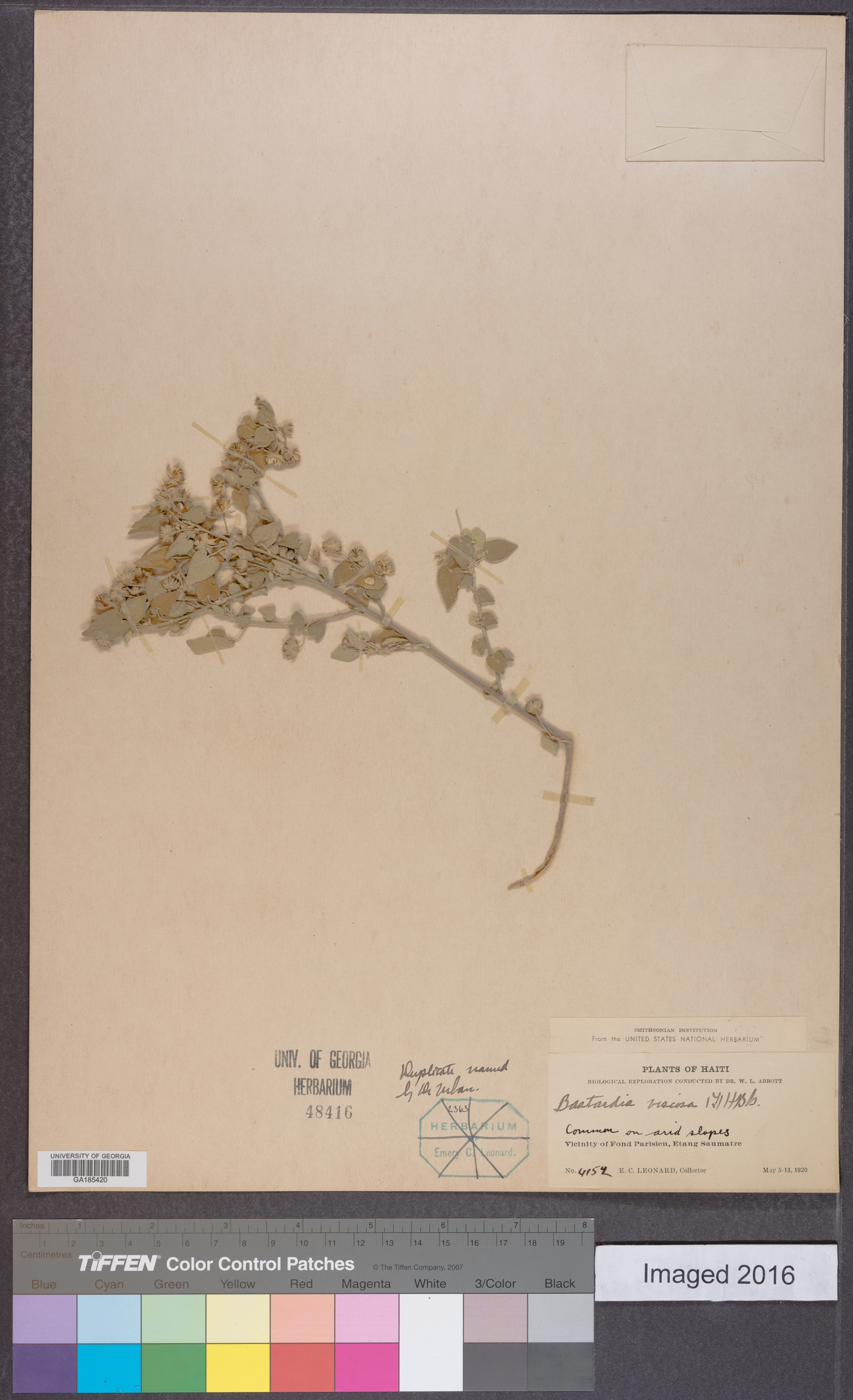 Bastardia viscosa image