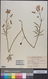 Callirhoe alcaeoides image