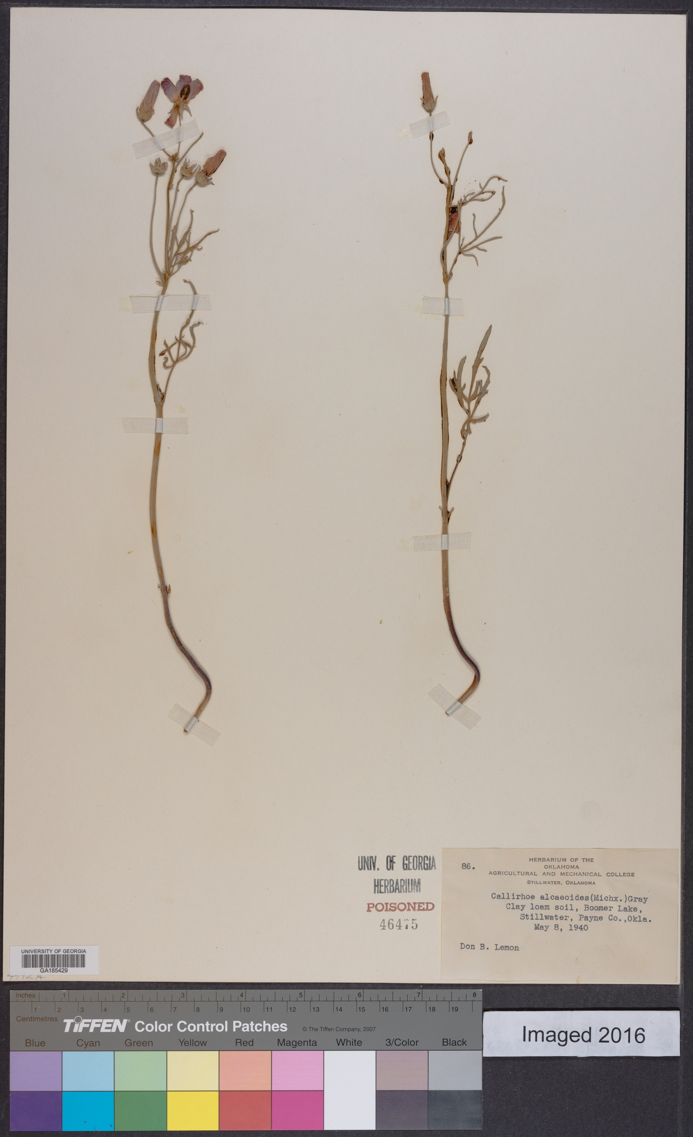 Callirhoe alcaeoides image