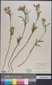 Callirhoe alcaeoides image