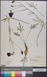 Callirhoe digitata image