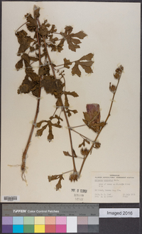 Hibiscus aculeatus image
