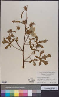 Hibiscus aculeatus image