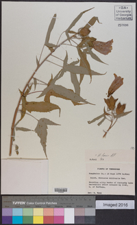 Hibiscus laevis image