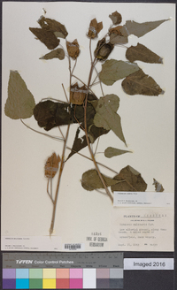 Hibiscus laevis image