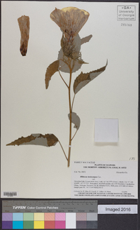 Hibiscus lasiocarpos image