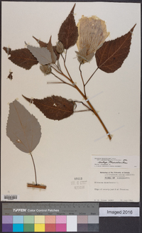 Hibiscus lasiocarpos image