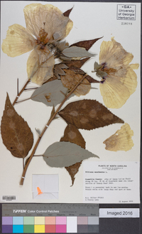 Hibiscus moscheutos image