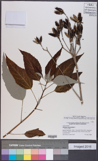 Hibiscus moscheutos image