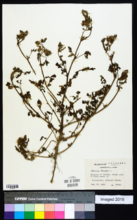 Hibiscus trionum image