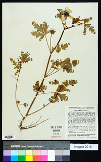 Hibiscus trionum image