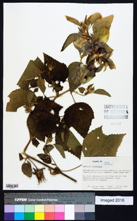 Hibiscus calyphyllus image