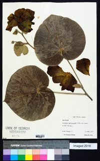 Hibiscus macrophyllus image