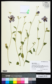 Hibiscus denudatus image
