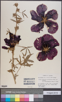 Hibiscus acetosella image