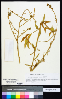 Horsfordia newberryi image