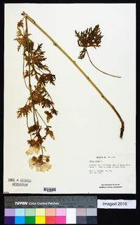 Malva alcea image