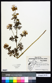 Malva moschata image