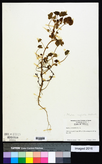 Malva neglecta image