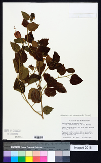 Malvaviscus arboreus image