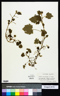 Modiola caroliniana image