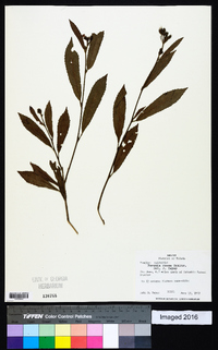 Pavonia rosea image